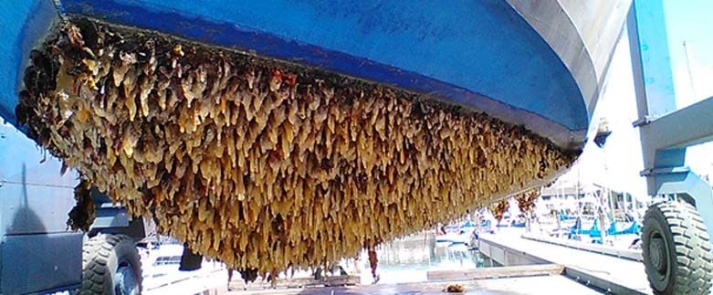 Controle de Algas e Cracas por Ultrassom