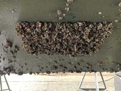 Sistemas de limpeza e prevenção de incrustação de cracas