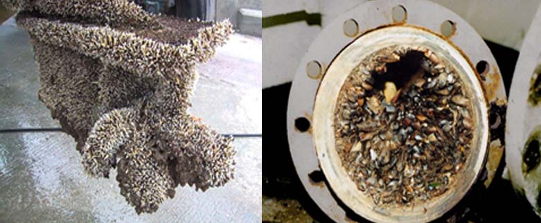 o quanto gasta a mais por causa das cracas e o quanto poderia economizar